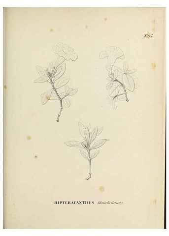 Reproducción/Reproduction 31374835500: Plantes nouvelles d'Amérique /. Genève :Imprimerie de Jules-Gme Fich, Rue des Belles-Filles, 40,1833-1846.