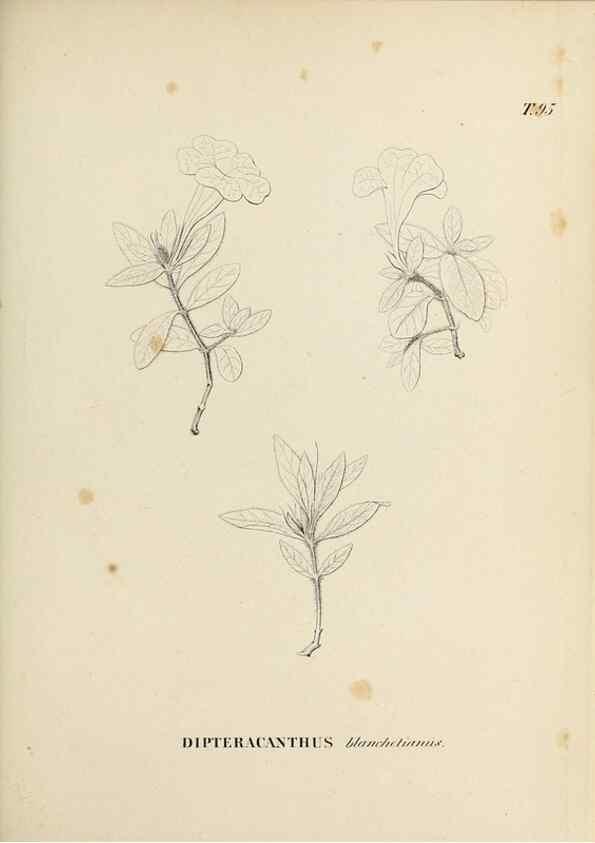 Reproducción/Reproduction 31374835500: Plantes nouvelles d'Amérique /. Genève :Imprimerie de Jules-Gme Fich, Rue des Belles-Filles, 40,1833-1846.