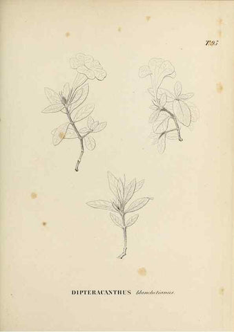 Reproducción/Reproduction 31374835500: Plantes nouvelles d'Amérique /. Genève :Imprimerie de Jules-Gme Fich, Rue des Belles-Filles, 40,1833-1846.