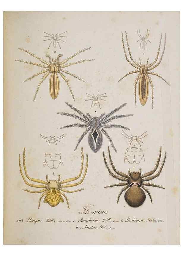 Reproducción/Reproduction 30857121892: Monographia Aranearum = Monographie der Spinnen /. Nurnberg :Lechner,[182.