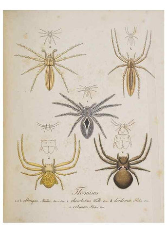 Reproducción/Reproduction 30857121892: Monographia Aranearum = Monographie der Spinnen /. Nurnberg :Lechner,[182.