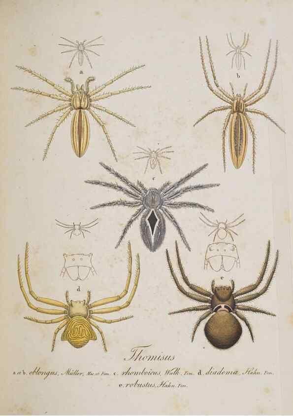 Reproducción/Reproduction 30857121892: Monographia Aranearum = Monographie der Spinnen /. Nurnberg :Lechner,[182.