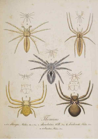 Reproducción/Reproduction 30857121892: Monographia Aranearum = Monographie der Spinnen /. Nurnberg :Lechner,[182.