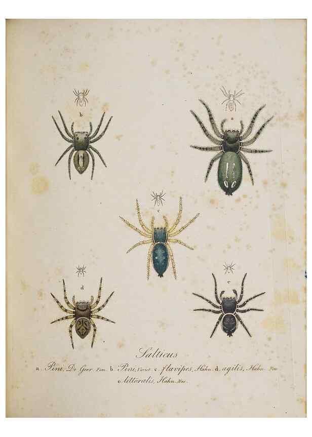 Reproducción/Reproduction 22794914228: Monographia Aranearum = Monographie der Spinnen /. Nurnberg :Lechner,[182.