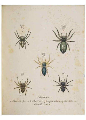 Reproducción/Reproduction 22794914228: Monographia Aranearum = Monographie der Spinnen /. Nurnberg :Lechner,[182.
