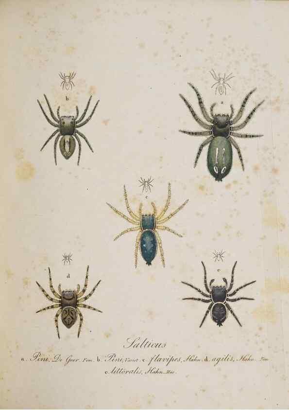 Reproducción/Reproduction 22794914228: Monographia Aranearum = Monographie der Spinnen /. Nurnberg :Lechner,[182.