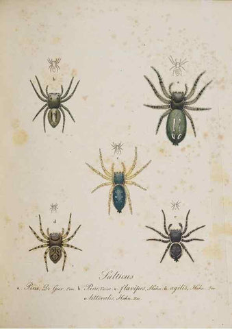 Reproducción/Reproduction 22794914228: Monographia Aranearum = Monographie der Spinnen /. Nurnberg :Lechner,[182.