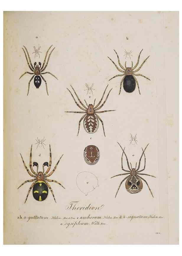 Reproducción/Reproduction 30857119542: Monographia Aranearum = Monographie der Spinnen /. Nurnberg :Lechner,[182.