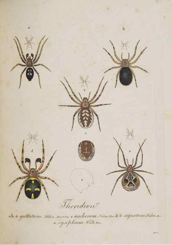 Reproducción/Reproduction 30857119542: Monographia Aranearum = Monographie der Spinnen /. Nurnberg :Lechner,[182.