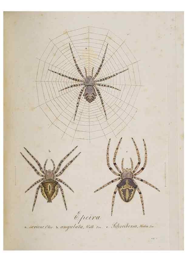 Reproducción/Reproduction 22794908738: Monographia Aranearum = Monographie der Spinnen /. Nurnberg :Lechner,[182.