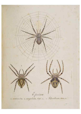 Reproducción/Reproduction 22794908738: Monographia Aranearum = Monographie der Spinnen /. Nurnberg :Lechner,[182.