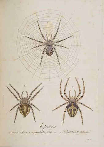 Reproducción/Reproduction 22794908738: Monographia Aranearum = Monographie der Spinnen /. Nurnberg :Lechner,[182.