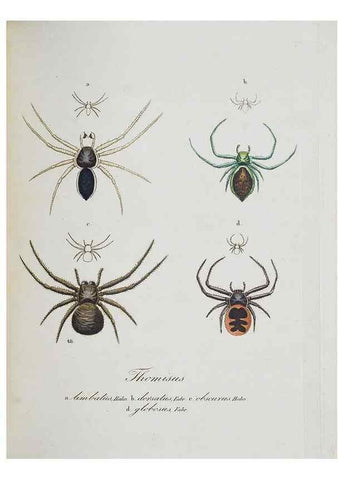 Reproducción/Reproduction 22794907188: Monographia Aranearum = Monographie der Spinnen /. Nurnberg :Lechner,[182.