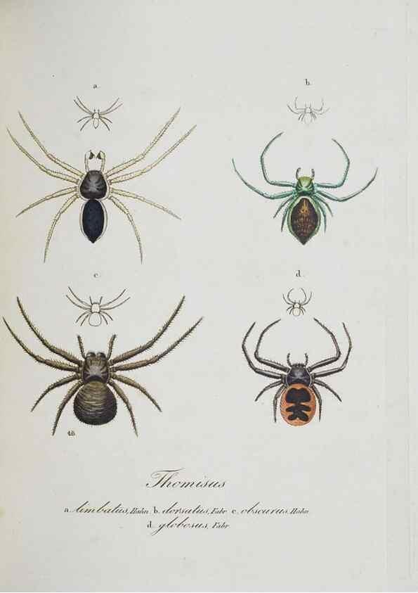 Reproducción/Reproduction 22794907188: Monographia Aranearum = Monographie der Spinnen /. Nurnberg :Lechner,[182.