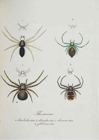 Reproducción/Reproduction 22794907188: Monographia Aranearum = Monographie der Spinnen /. Nurnberg :Lechner,[182.
