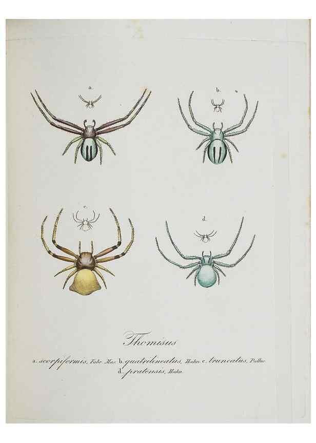 Reproducción/Reproduction 30938264136: Monographia Aranearum = Monographie der Spinnen /. Nurnberg :Lechner,[182.