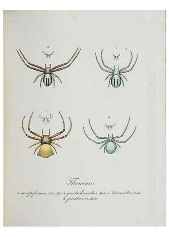 Reproducción/Reproduction 30938264136: Monographia Aranearum = Monographie der Spinnen /. Nurnberg :Lechner,[182.