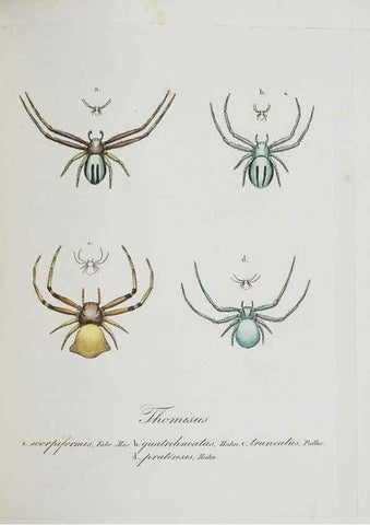 Reproducción/Reproduction 30938264136: Monographia Aranearum = Monographie der Spinnen /. Nurnberg :Lechner,[182.