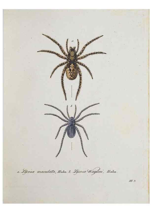 Reproducción/Reproduction 25338017579: Monographia Aranearum = Monographie der Spinnen /. Nurnberg :Lechner,[182.