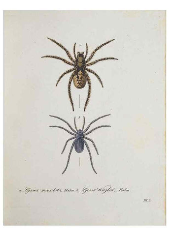 Reproducción/Reproduction 25338017579: Monographia Aranearum = Monographie der Spinnen /. Nurnberg :Lechner,[182.