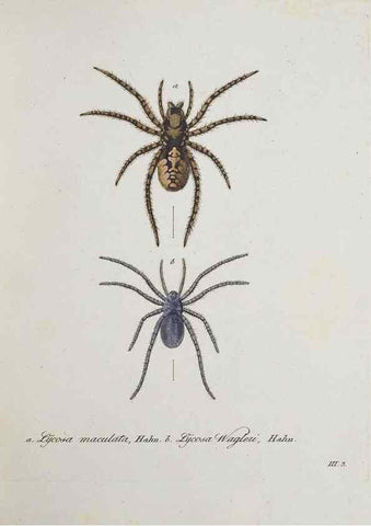 Reproducción/Reproduction 25338017579: Monographia Aranearum = Monographie der Spinnen /. Nurnberg :Lechner,[182.