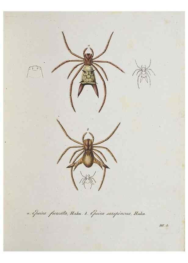 Reproducción/Reproduction 30938249436: Monographia Aranearum = Monographie der Spinnen /. Nurnberg :Lechner,[182.