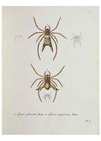 Reproducción/Reproduction 30938249436: Monographia Aranearum = Monographie der Spinnen /. Nurnberg :Lechner,[182.