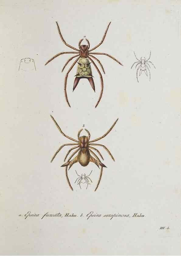 Reproducción/Reproduction 30938249436: Monographia Aranearum = Monographie der Spinnen /. Nurnberg :Lechner,[182.