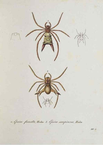 Reproducción/Reproduction 30938249436: Monographia Aranearum = Monographie der Spinnen /. Nurnberg :Lechner,[182.