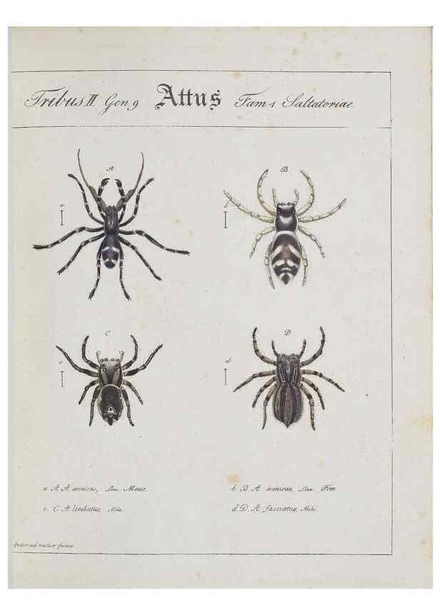 Reproducción/Reproduction 30938251566: Monographia Aranearum = Monographie der Spinnen /. Nurnberg :Lechner,[182.