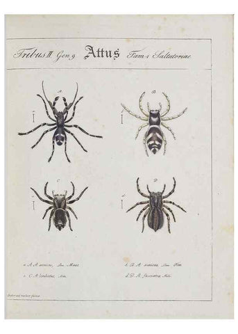Reproducción/Reproduction 30938251566: Monographia Aranearum = Monographie der Spinnen /. Nurnberg :Lechner,[182.