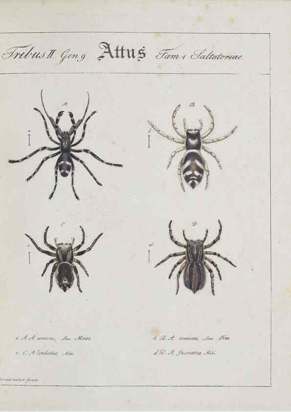 Reproducción/Reproduction 30938251566: Monographia Aranearum = Monographie der Spinnen /. Nurnberg :Lechner,[182.