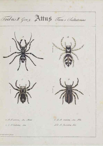 Reproducción/Reproduction 30938251566: Monographia Aranearum = Monographie der Spinnen /. Nurnberg :Lechner,[182.