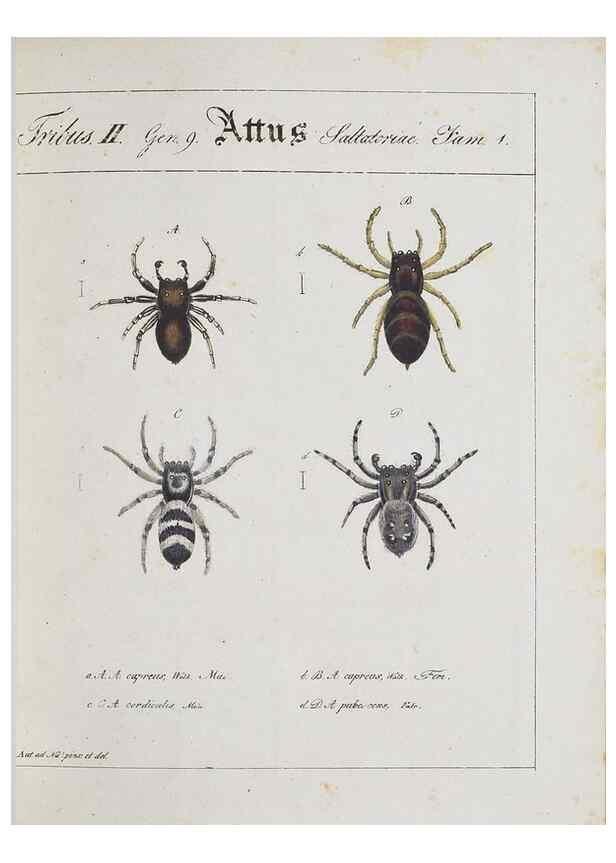 Reproducción/Reproduction 30885359651: Monographia Aranearum = Monographie der Spinnen /. Nurnberg :Lechner,[182.