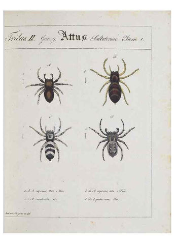 Reproducción/Reproduction 30885359651: Monographia Aranearum = Monographie der Spinnen /. Nurnberg :Lechner,[182.