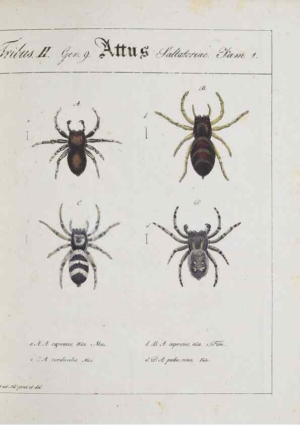 Reproducción/Reproduction 30885359651: Monographia Aranearum = Monographie der Spinnen /. Nurnberg :Lechner,[182.