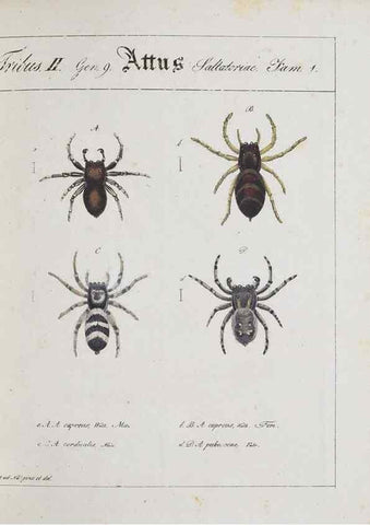 Reproducción/Reproduction 30885359651: Monographia Aranearum = Monographie der Spinnen /. Nurnberg :Lechner,[182.