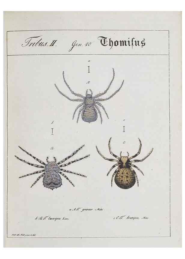 Reproducción/Reproduction 30857092172: Monographia Aranearum = Monographie der Spinnen /. Nurnberg :Lechner,[182.