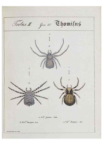 Reproducción/Reproduction 30857092172: Monographia Aranearum = Monographie der Spinnen /. Nurnberg :Lechner,[182.