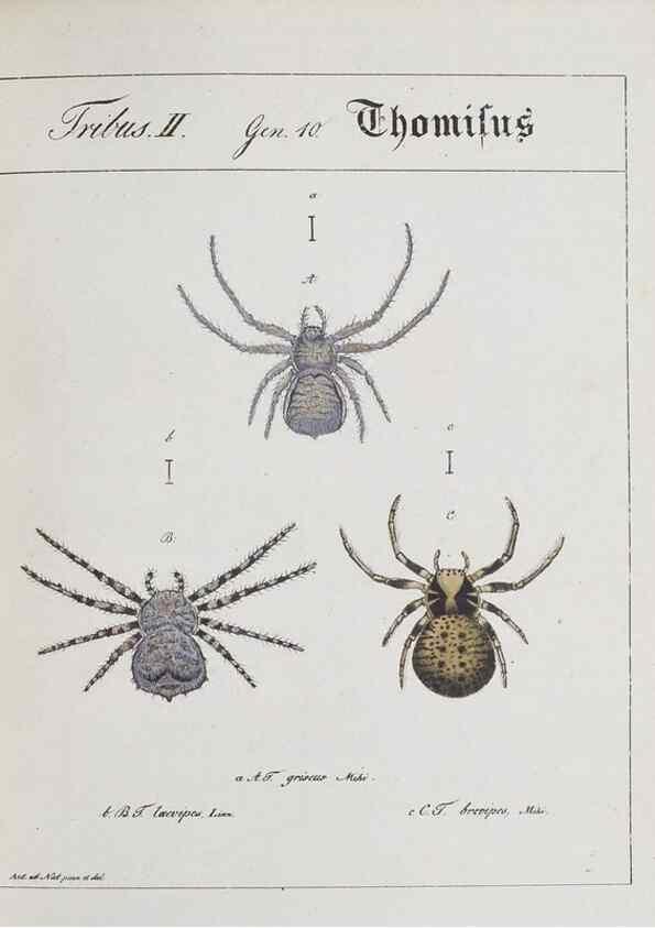 Reproducción/Reproduction 30857092172: Monographia Aranearum = Monographie der Spinnen /. Nurnberg :Lechner,[182.