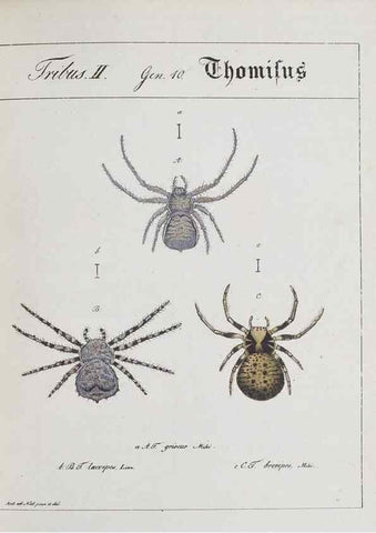 Reproducción/Reproduction 30857092172: Monographia Aranearum = Monographie der Spinnen /. Nurnberg :Lechner,[182.