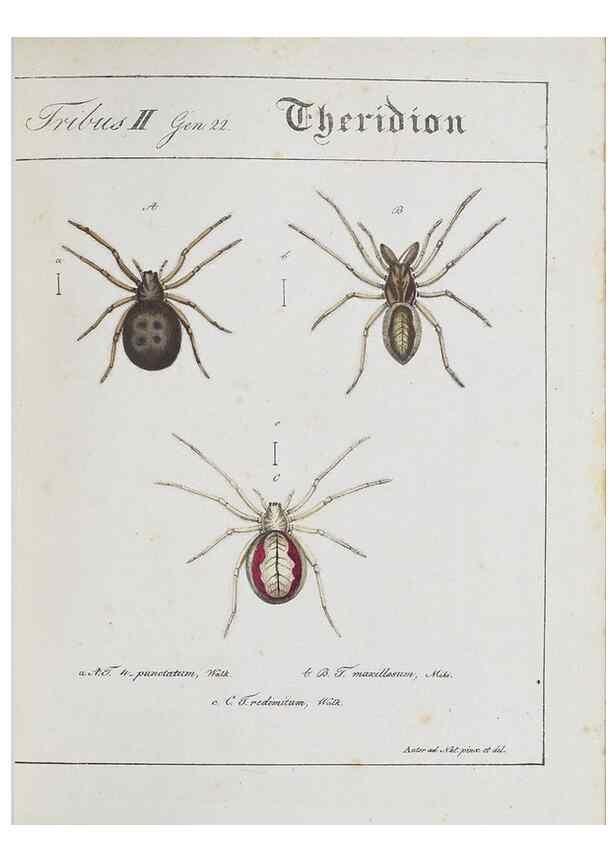 Reproducción/Reproduction 22794889798: Monographia Aranearum = Monographie der Spinnen /. Nurnberg :Lechner,[182.