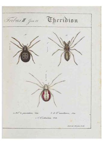 Reproducción/Reproduction 22794889798: Monographia Aranearum = Monographie der Spinnen /. Nurnberg :Lechner,[182.