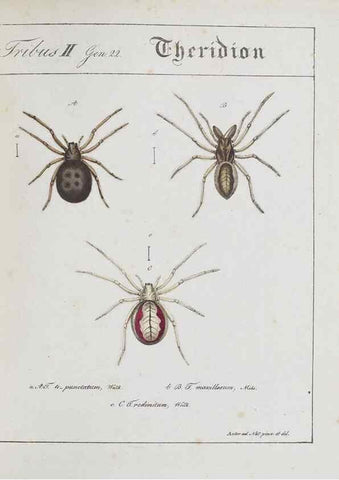 Reproducción/Reproduction 22794889798: Monographia Aranearum = Monographie der Spinnen /. Nurnberg :Lechner,[182.