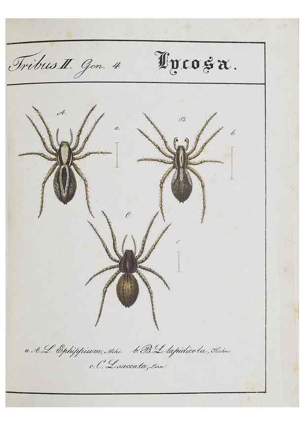 Reproducción/Reproduction 30672131760: Monographia Aranearum = Monographie der Spinnen /. Nurnberg :Lechner,[182.