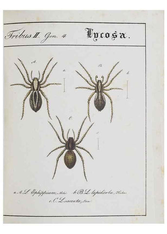 Reproducción/Reproduction 30672131760: Monographia Aranearum = Monographie der Spinnen /. Nurnberg :Lechner,[182.