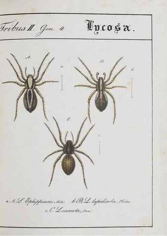 Reproducción/Reproduction 30672131760: Monographia Aranearum = Monographie der Spinnen /. Nurnberg :Lechner,[182.