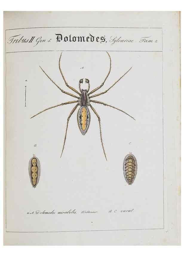 Reproducción/Reproduction 22794891658: Monographia Aranearum = Monographie der Spinnen /. Nurnberg :Lechner,[182.