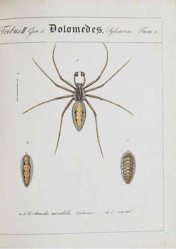 Reproducción/Reproduction 22794891658: Monographia Aranearum = Monographie der Spinnen /. Nurnberg :Lechner,[182.