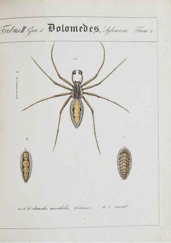 Reproducción/Reproduction 22794891658: Monographia Aranearum = Monographie der Spinnen /. Nurnberg :Lechner,[182.